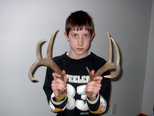 Shed Antlers